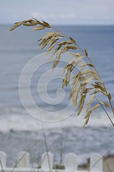 Sea Oats With Atlantic Ocean in Background