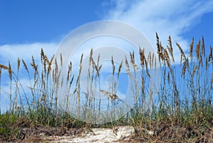 Sea oats on beach