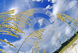 Sea Oats on Beach