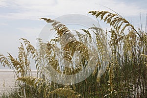 Sea oats on a beach