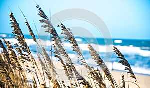 Sea Oats Beach Ocean Scenic View