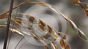 Sea Oats Closeup photo