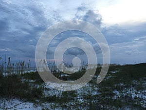 Sea oats