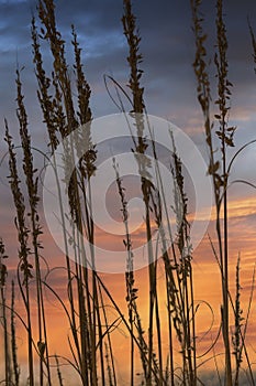 Sea Oats on Destin Beach at Sunset