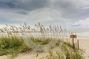 Sea Oats on Dune