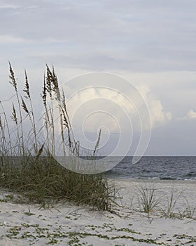 Sea oats on dune with ocean portrait