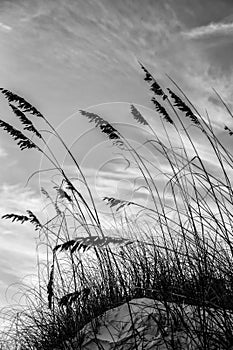 Sea oats at Fernandina Beach photo