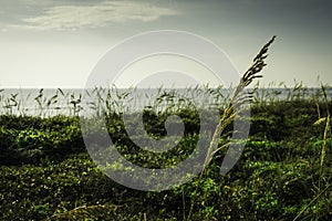 Sea Oats in Florida