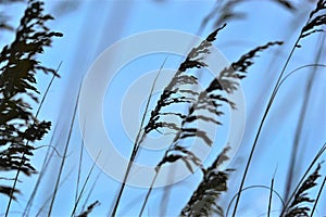 Sea Oats form a protective veil around the sandy North Florida beach