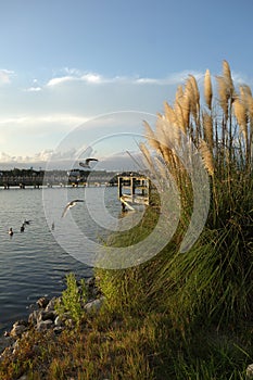 Sea oats grass near the Intracoastal waterway at sunset