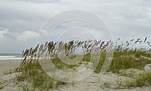 Sea oats and grass on a sandy pathway