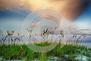 Sea oats growing on beach with rainbow and clouds in background