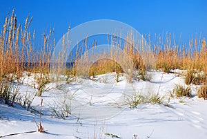 Sea Oats at the Gulf Shore