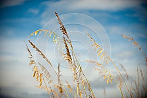 Sea Oats horizontal