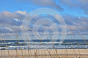 Sea oats and ocean