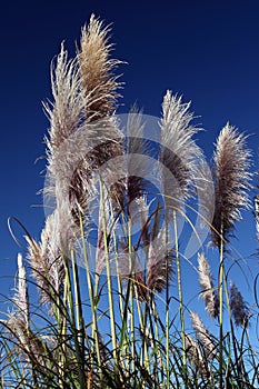 Sea Oats Rising Blue Sky