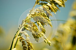 Sea Oats and Sand Dunes of the Outer Banks of NC