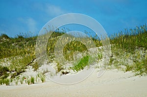 Sea Oats and Sand Dunes of the Outer Banks of NC