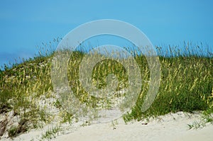 Sea Oats and Sand Dunes of the Outer Banks of NC