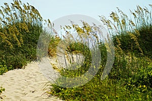 Sea Oats and Sand Dunes of the Outer Banks of NC