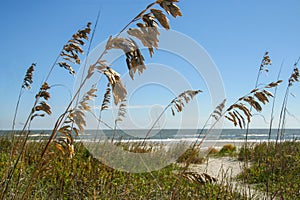 Sea Oats in the Sand photo