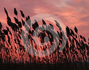 Sea Oats at Sunset