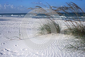Sea Oats and Surf