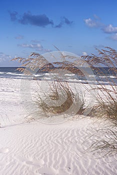 Sea Oats and Surf