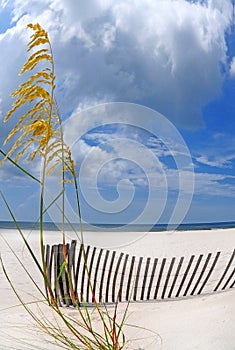 Sea oats under dramatic sky