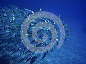 Sea ocean deep underwater fish school group life coral reef water background shoal under blue color scuba diver nature diving