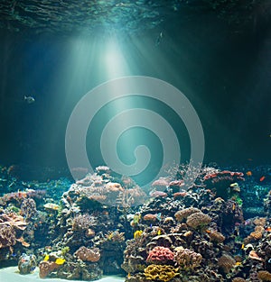Sea or ocean seabed with coral reef. Underwater view. photo