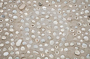 Sea ocean shell in beach sand pattern