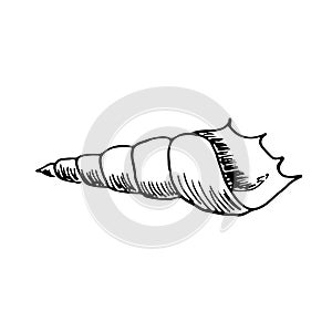 Sea ocean shell Reeve isolated on white background. Vector hand drawn illustration in reralistic sketch doodle style. Concept of
