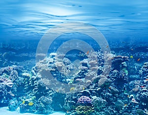 Sea or ocean underwater with coral reef and tropic