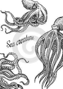 Sea octopus Background. Engraved hand drawn in old sketch, vintage creature. Nautical or marine, monster. Animal in the