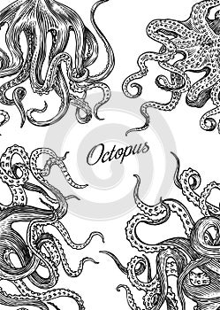 Sea octopus Background. Engraved hand drawn in old sketch, vintage creature. Nautical or marine, monster. Animal in the