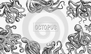 Sea octopus Background. Engraved hand drawn in old sketch, vintage creature. Nautical or marine, monster. Animal in the