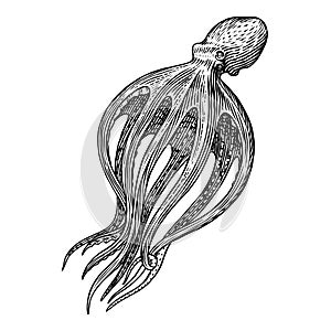 Sea octopus. Engraved hand drawn in old sketch, vintage creature. Nautical or marine, monster. Animal in the ocean