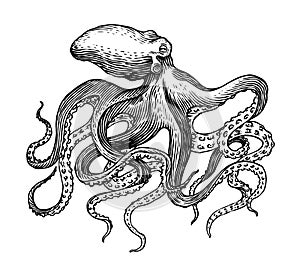 Sea octopus. Engraved hand drawn in old sketch, vintage creature. Nautical or marine, monster. Animal in the ocean