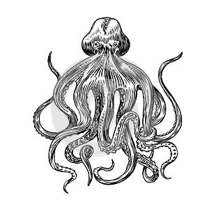 Sea octopus. Engraved hand drawn in old sketch, vintage creature. Nautical or marine, monster. Animal in the ocean