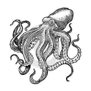 Sea octopus. Engraved hand drawn in old sketch, vintage creature. Nautical or marine, monster. Animal in the ocean