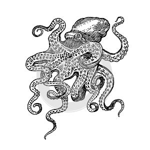 Sea octopus. Engraved hand drawn in old sketch, vintage creature. Nautical or marine, monster. Animal in the ocean