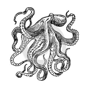 Sea octopus. Engraved hand drawn in old sketch, vintage creature. Nautical or marine, monster. Animal in the ocean