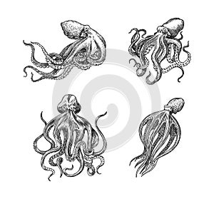 Sea octopus. Engraved hand drawn in old sketch, vintage creature. Nautical or marine, monster. Animal in the ocean