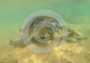 Sea olive turtle cose-up over sand bottom