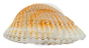 Sea orange, pearl shell, close up isolated, white background