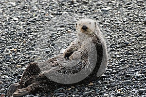 Sea Otter