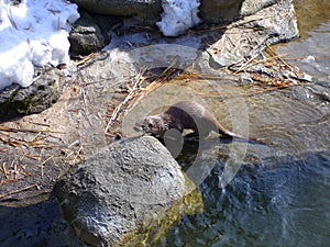 Sea otter