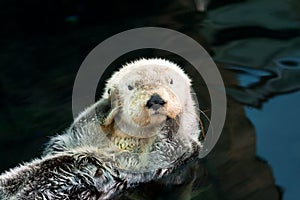 Sea otter