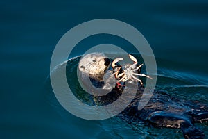 Sea Otter